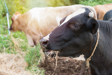 Obraz na płótnie Canvas Closeup milk cow eat grass with bright sunlight