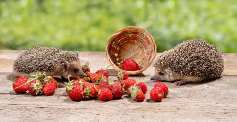 two young hedgehog (Atelerix albiventris) near the overturned basket of strawberries looks at each other on a background of green foliage © torook