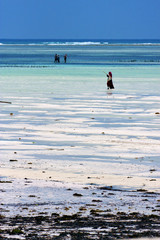 Fototapeta na wymiar people seaweed in the blue lagoon relax of zanzibar africa
