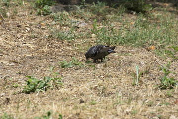 detail of a pigeon