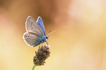 Papillon fond clair