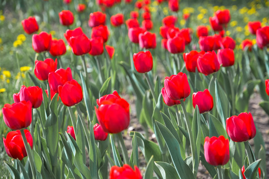 Lot of red tulips in spring