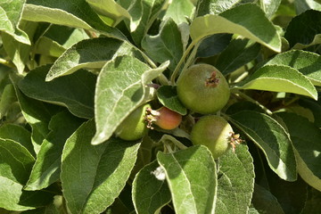 Jeunes pommes au printemps au verger du château de Gaasbeek près de Bruxelles 