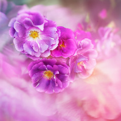 Obraz na płótnie Canvas pink rose natural background