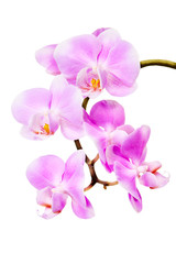 Pink orchid on white background
