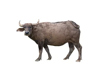 Foto auf Acrylglas Büffel Thai Büffel mit Schlamm auf Körper auf weißem Hintergrund, glücklich, schmutzig, suchen, Leben der Büffel auf dem Lande