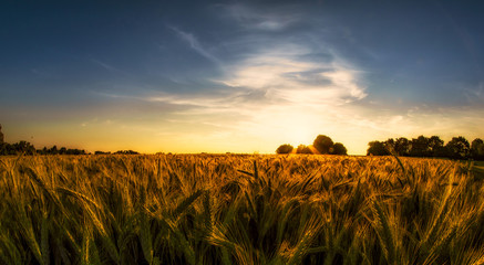 Getreidefeld © michabo19