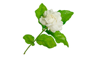 Fresh jasmine with drop water from garden on white background,mother day,thailand