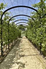 Poiriers maintenues à une structure métallique en voûte au verger du château de Gaasbeek près de Bruxelles