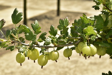Grappe de groseilles maquereaux au verger du château de Gaasbeek près de Bruxelles