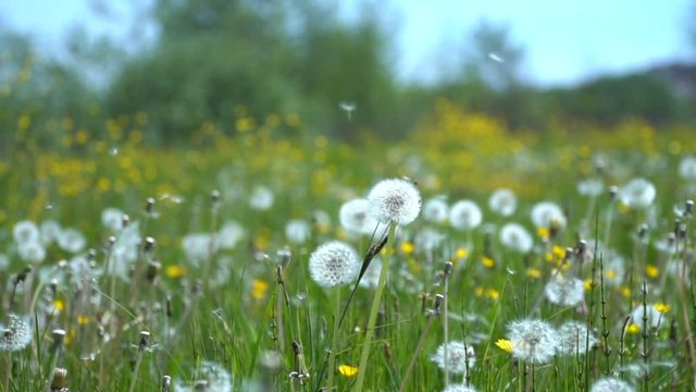 Field of dandelions in a meadow