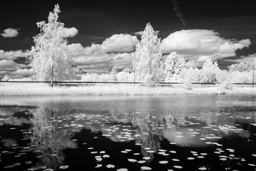 forest lake in hot summer day. infrared image