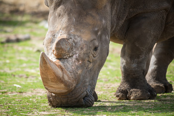 Obraz premium Morning Tour at Safari Ramat Gan