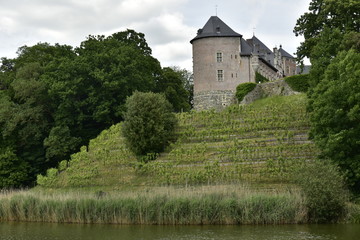Obraz premium Champ de vigne sur le talus entre l'étang et le château de Gaasbeek ,près de Bruxelles