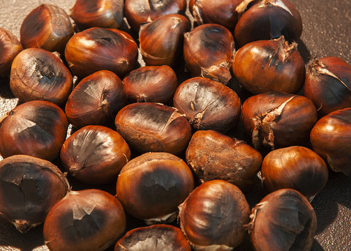kırmızı kestane