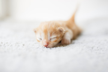 Orange little newborn kitten lying on the gray blanket near the window - 159979904