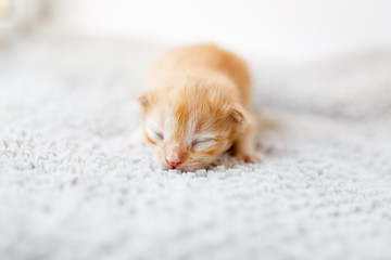 Orange little newborn kitten lying on the gray blanket near the window - 159980191
