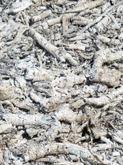 holzasche brand verbrennung äste feuer rückstand