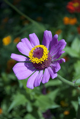 Fototapeta premium Zinnia