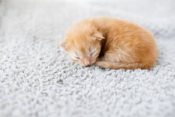 Orange little newborn kitten lying on the gray blanket near the window - 159981324