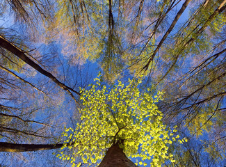 Baumgipfel im Frühling