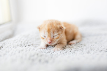 Orange little newborn kitten lying on the gray blanket near the window - 159981780