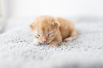 Orange little newborn kitten lying on the gray blanket near the window