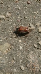 Cockchafer on asphalt