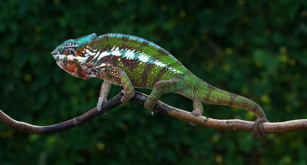 Chameleon Furcifer pardalis Antalaha angry male panther chameleon