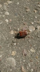 The cockchafer 