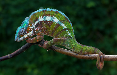 Fototapeta premium Chameleon Furcifer pardalis Antalaha angry male panther chameleon