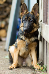Puppy German Shepherd 5 months female