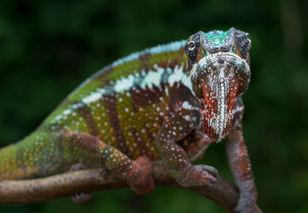 Chameleon Furcifer pardalis Antalaha angry male panther chameleon