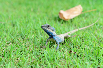 Colorful chameleon on lawn,vivid