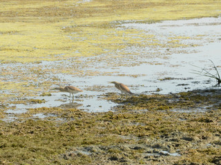 What's for lunch honey? Bitterns searching for food on the river bank