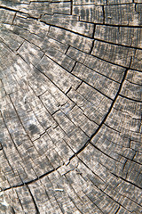 Fototapeta premium Close up of a tree trunk