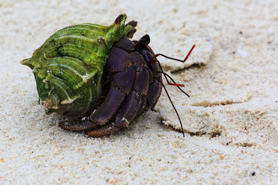 Insiedlerkrebs am Strand im Megui Archipel