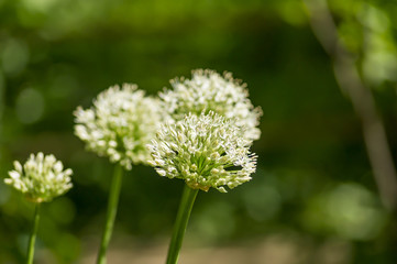  flower head of the edible onion (Allium cepa) Selective focus.