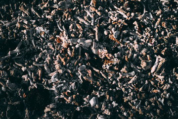 sea shells 