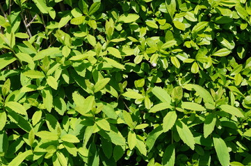 Fototapeta na wymiar green, pflanze, blatt, natur, blätter, hecke