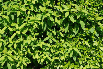 green, pflanze, blatt, natur, blätter, hecke