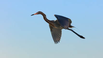 Tricolored heron flying against blue Sky, Sanibel Island, Florida, USA