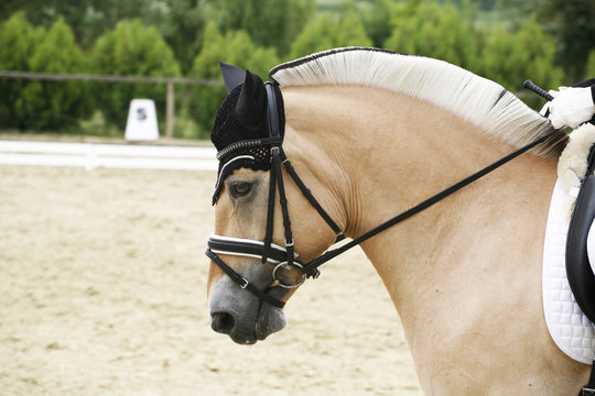 Side view closeup of a beautiful norwegian dressage horse