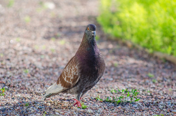 Beautiful intelligent pigeon in the park