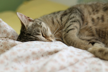 Cute tabby cat sleeping on floral sheets. Selective focus.
