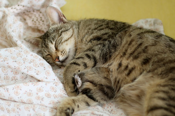 Cute tabby cat sleeping on floral sheets. Selective focus.
