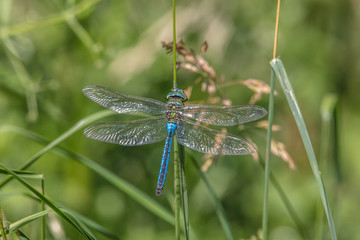 libelle © Klaus Haase 