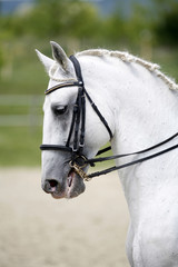 Vertical shot af a beautiful lipizzaner dressage horse