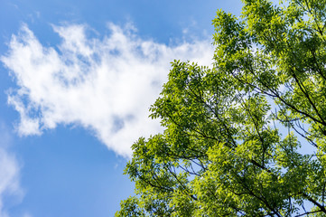 green trees against the cloudy blue sky