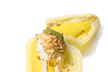 Green caterpillar eats pepper on white background
